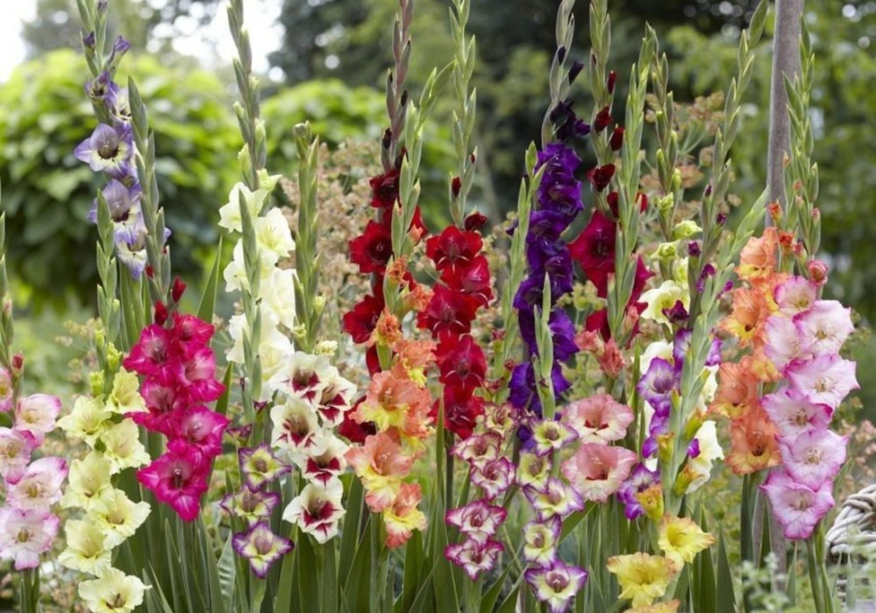 Γλαδιόλα το υπέροχο λουλούδι που φυτεύουμε το Πάσχα 