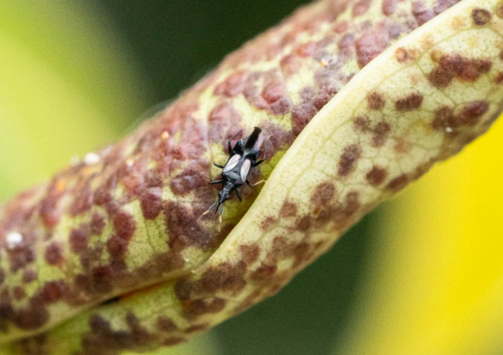 Καφέ και μαύρα μικρά έντομα που καταστρέφουν τα φυτά του κήπου σας: Πως θα απαλλαγείτε οριστικά
