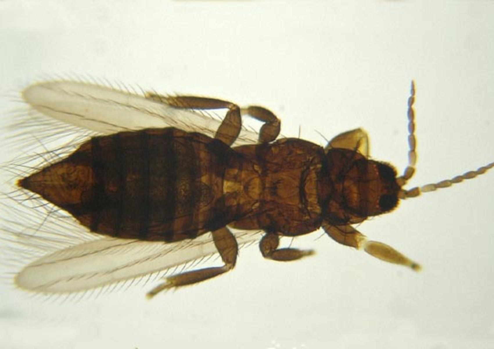 Καφέ και μαύρα μικρά έντομα που καταστρέφουν τα φυτά του κήπου σας: Πως θα απαλλαγείτε οριστικά