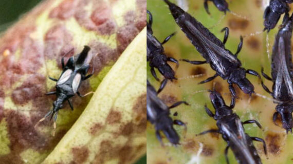 Καφέ και μαύρα μικρά έντομα που καταστρέφουν τα φυτά του κήπου σας: Πως θα απαλλαγείτε οριστικά