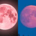 Ροζ Πανσέληνος 2024 : Πότε θα απολαύσουμε το πρώτο ολόγιομο φεγγάρι της Άνοιξης