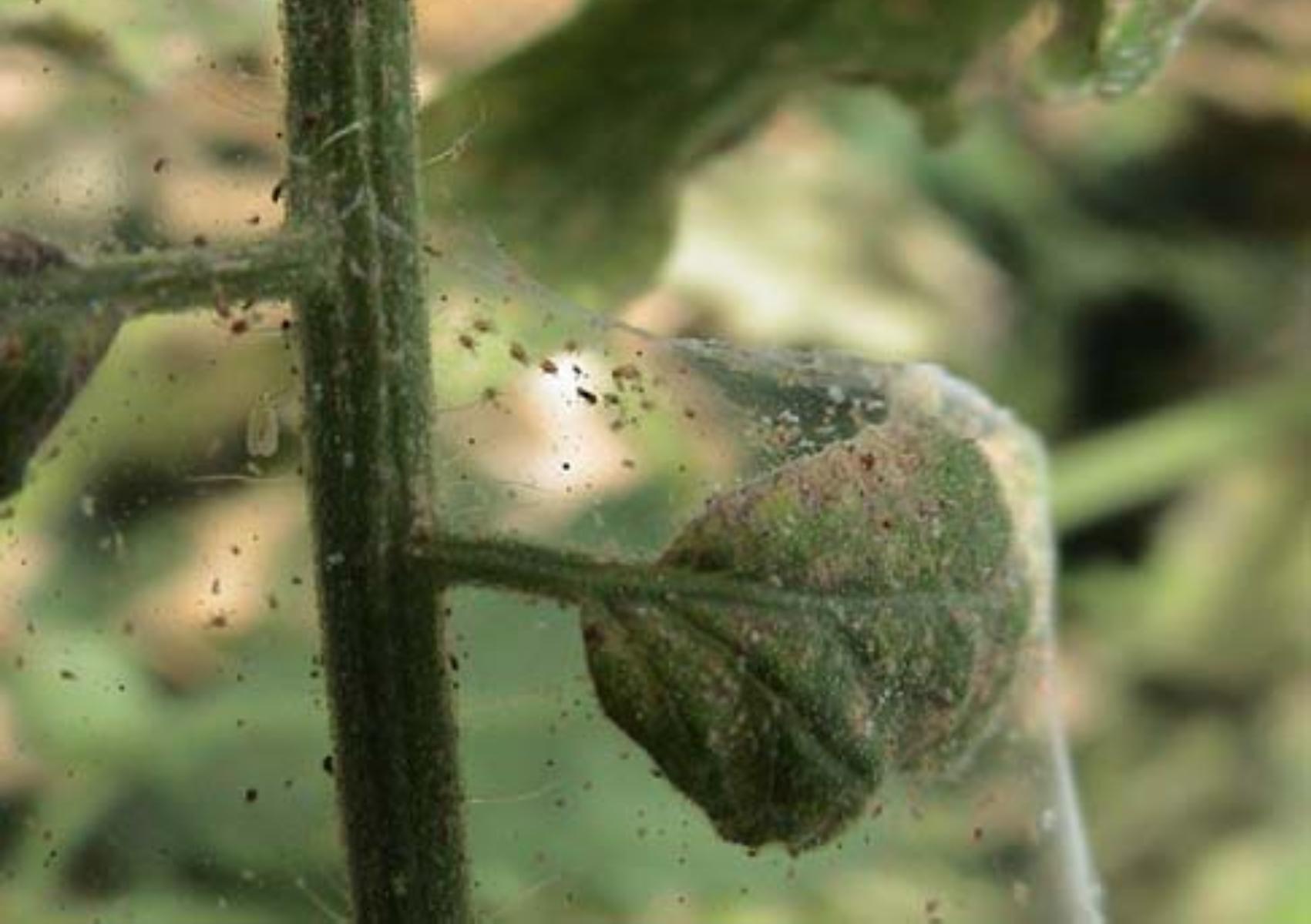 Ιστοί που μοιάζουν με αράχνης και κιτρινισμένα φύλλα στα λουλούδια: Απαλλαγείτε οριστικά με συμβουλές από ειδικό