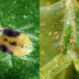 Ιστοί που μοιάζουν με αράχνης και κιτρινισμένα φύλλα στα λουλούδια: Απαλλαγείτε οριστικά με συμβουλές από ειδικό