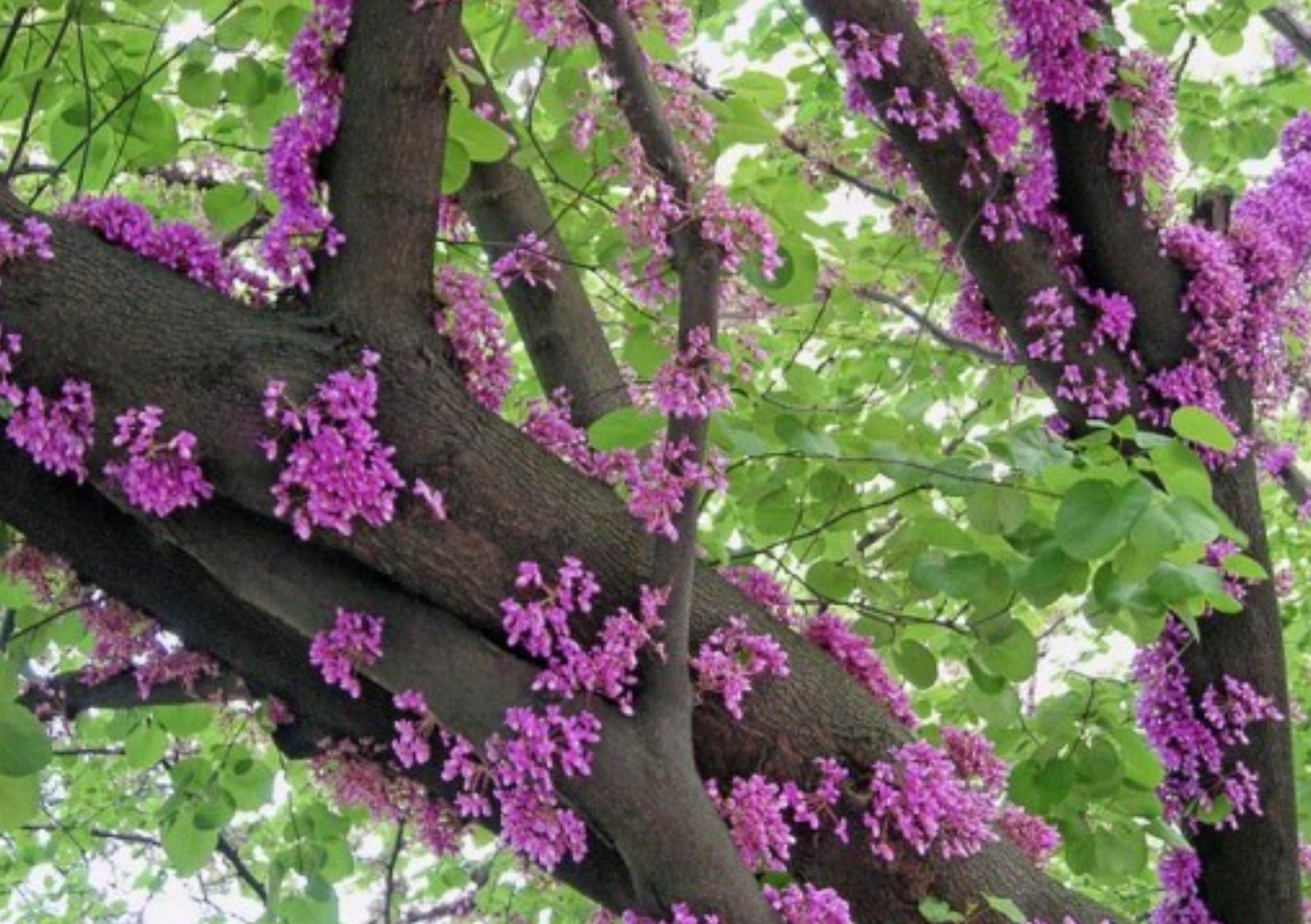 Τα φυτά σύμβολα του Ελληνικού Πάσχα που ανθίζουν μόνο αυτή την εποχή
