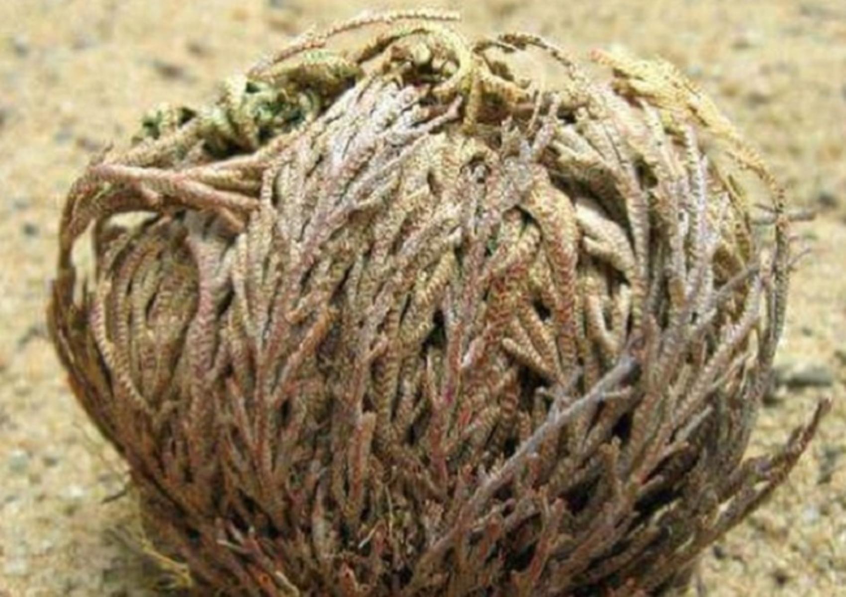 Τα φυτά σύμβολα του Ελληνικού Πάσχα που ανθίζουν μόνο αυτή την εποχή