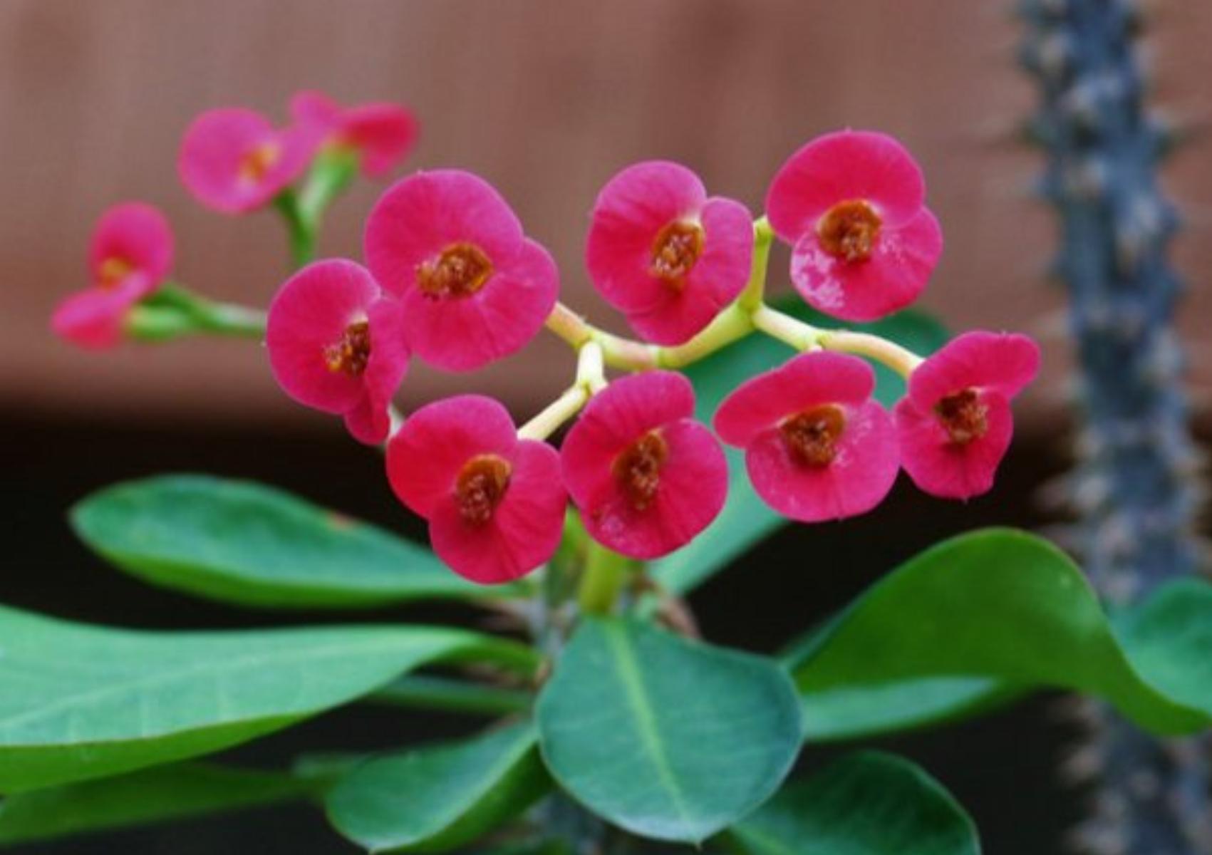 Τα φυτά σύμβολα του Ελληνικού Πάσχα που ανθίζουν μόνο αυτή την εποχή