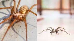 Ιστοί και αράχνες στο σπίτι: Το κόλπο από ειδικό για να μην τις ξαναδείτε στο σπίτι σας