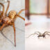 Ιστοί και αράχνες στο σπίτι: Το κόλπο από ειδικό για να μην τις ξαναδείτε στο σπίτι σας