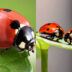 Πασχαλίτσα: Το έντομο που προαναγγέλλει το Πάσχα και ποια τα οφέλη για τον κήπο σας 