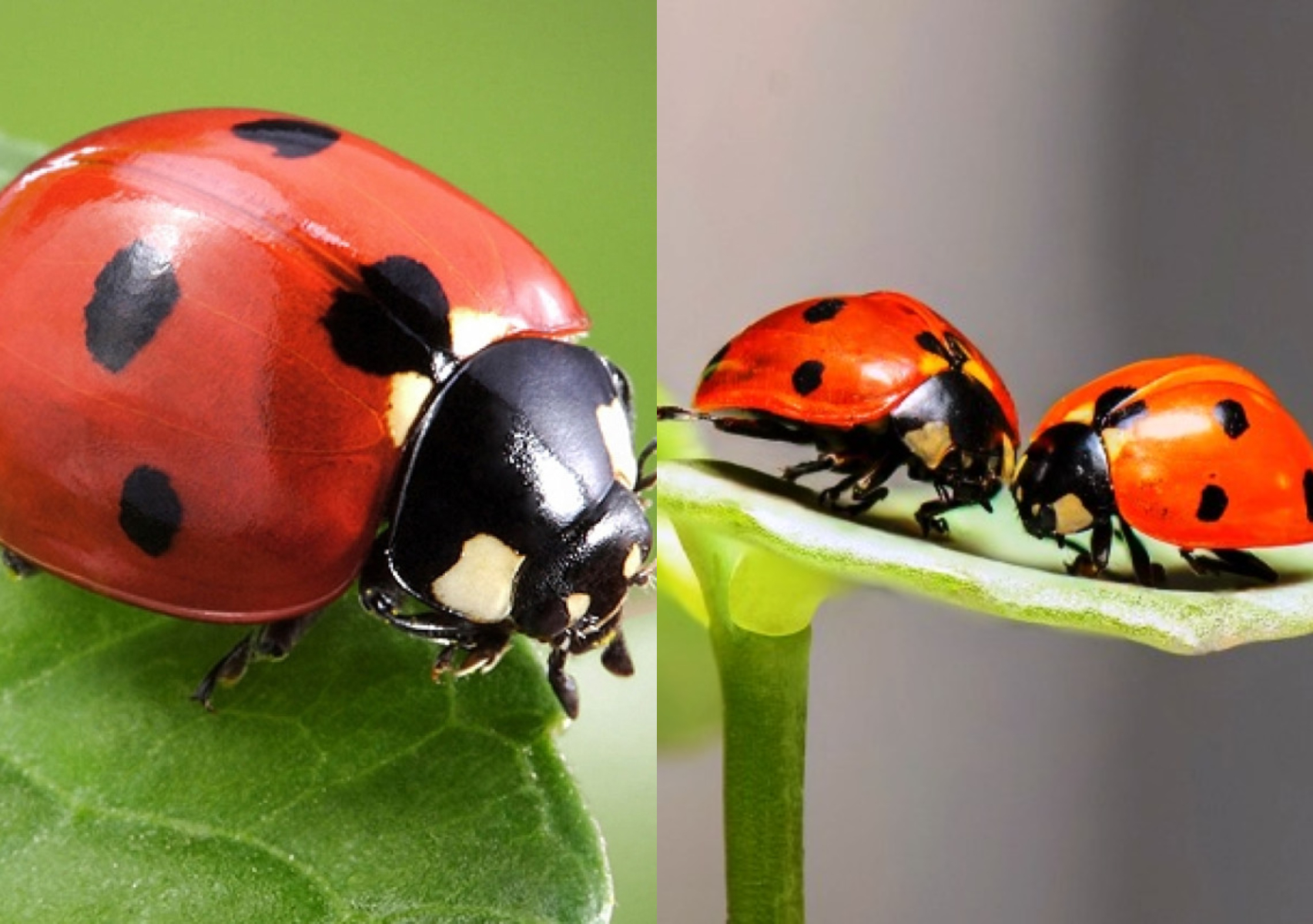 Πασχαλίτσα: Το έντομο που προαναγγέλλει το Πάσχα και ποια τα οφέλη για τον κήπο σας 
