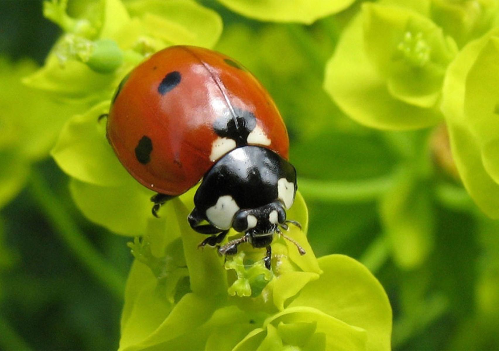 Πασχαλίτσα: Το έντομο που προαναγγέλλει το Πάσχα και ποια τα οφέλη για τον κήπο σας
