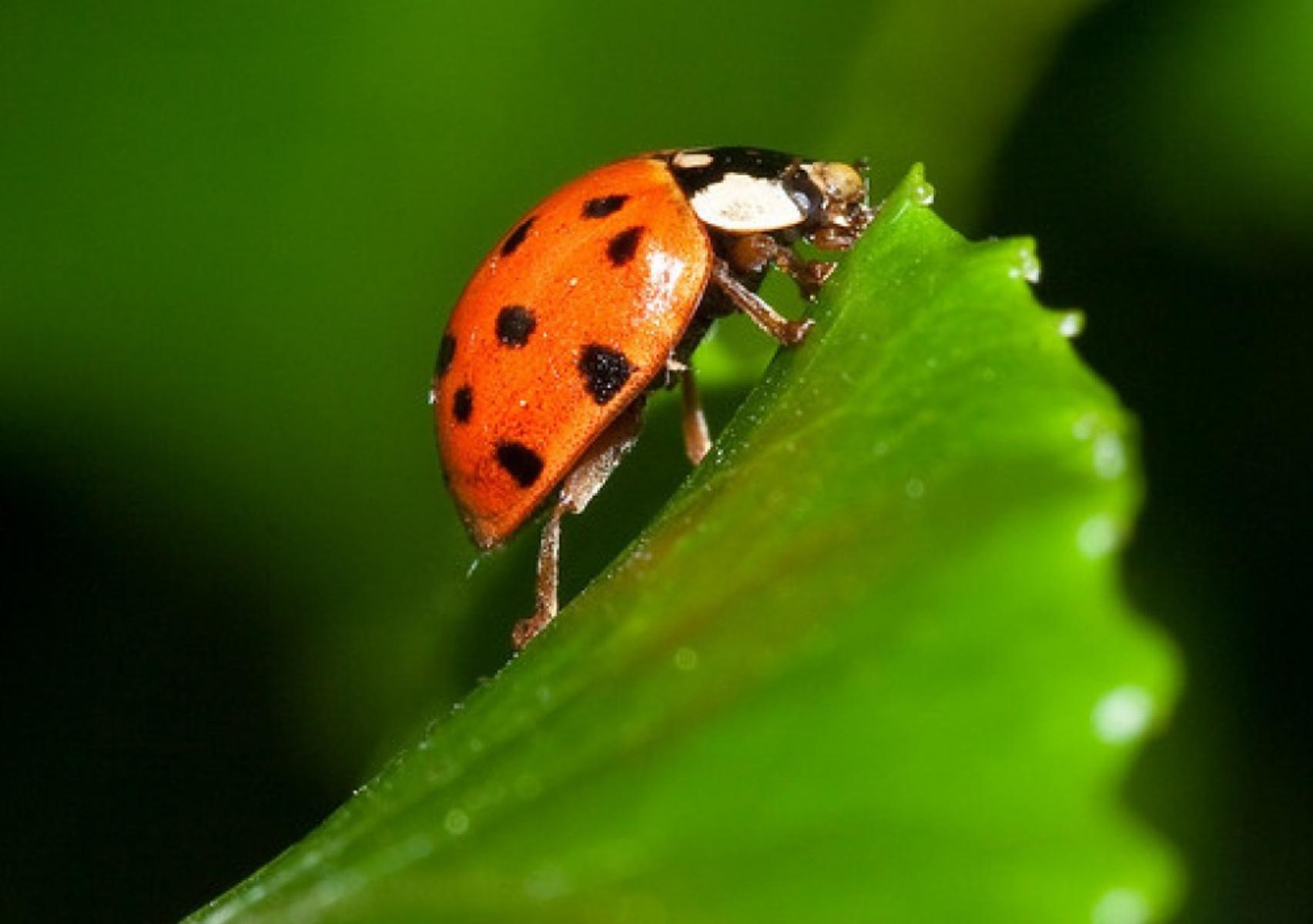 Πασχαλίτσα: Το έντομο που προαναγγέλλει το Πάσχα και ποια τα οφέλη για τον κήπο σας