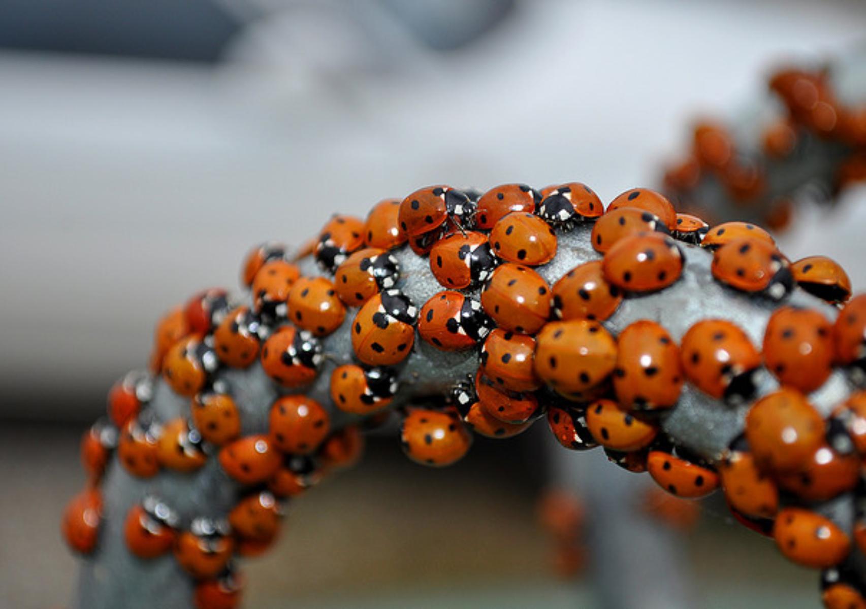 Πασχαλίτσα: Το έντομο που προαναγγέλλει το Πάσχα και ποια τα οφέλη για τον κήπο σας