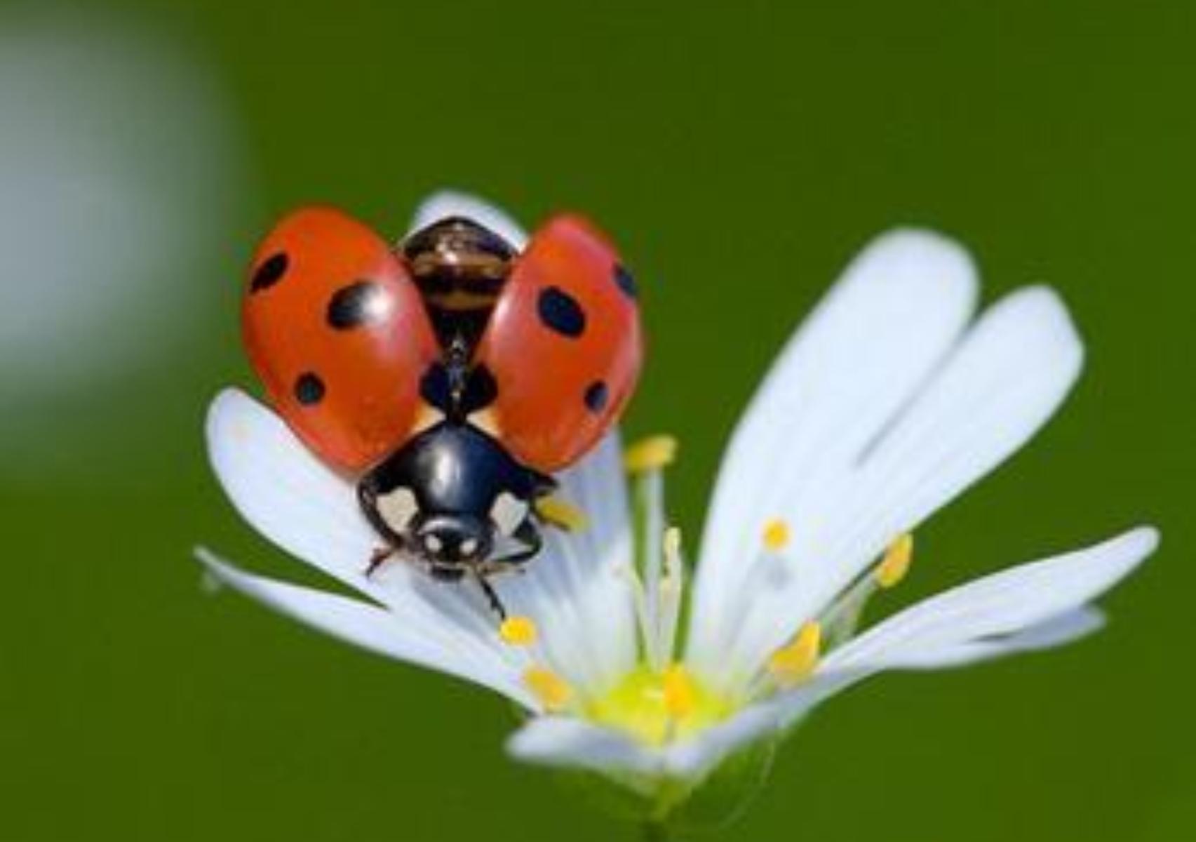 Πασχαλίτσα: Το έντομο που προαναγγέλλει το Πάσχα και ποια τα οφέλη για τον κήπο σας