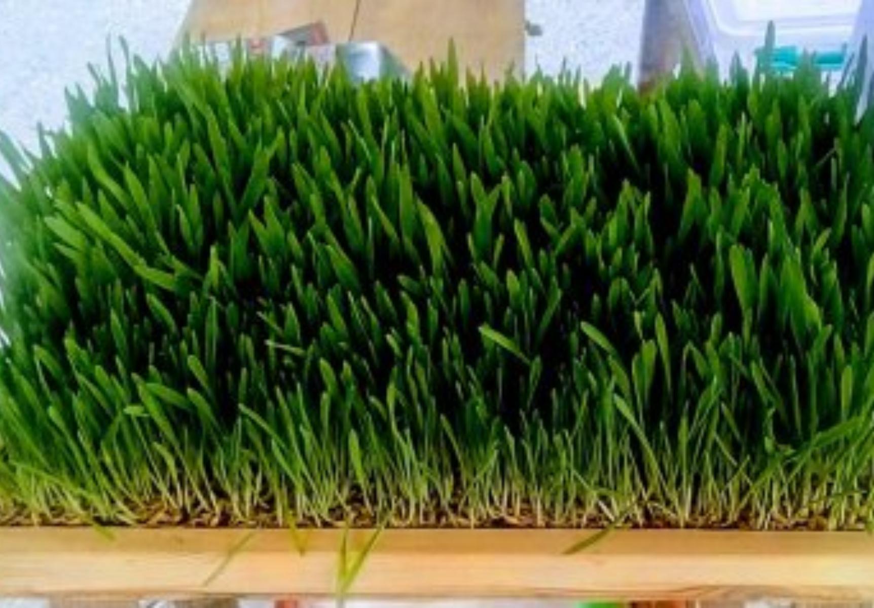 Σιταρόχορτο: Η διατροφική αξία του και πως βοηθάει τον οργανισμό