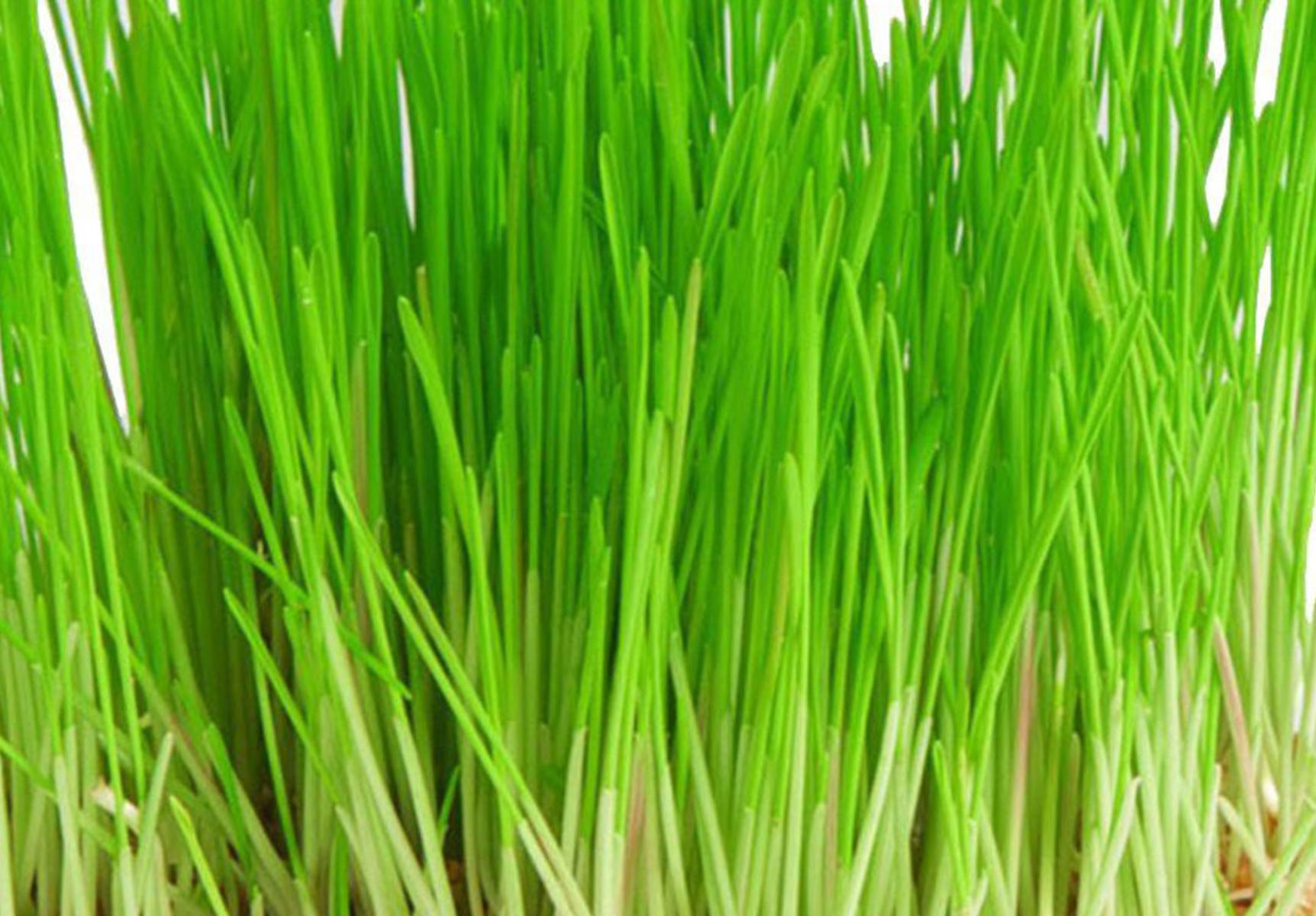 Σιταρόχορτο: Η διατροφική αξία του και πως βοηθάει τον οργανισμό