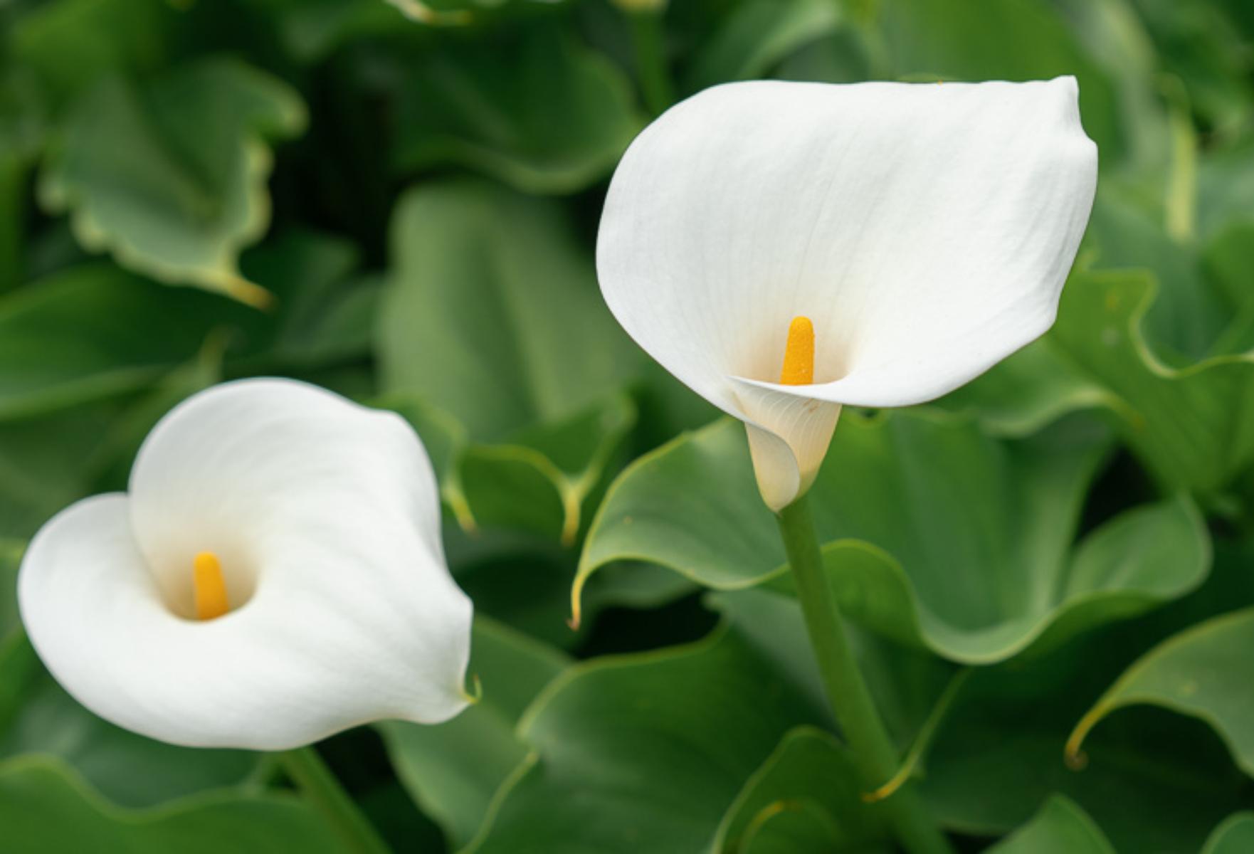 Τα λουλούδια που προαναγγέλλουν το Πάσχα