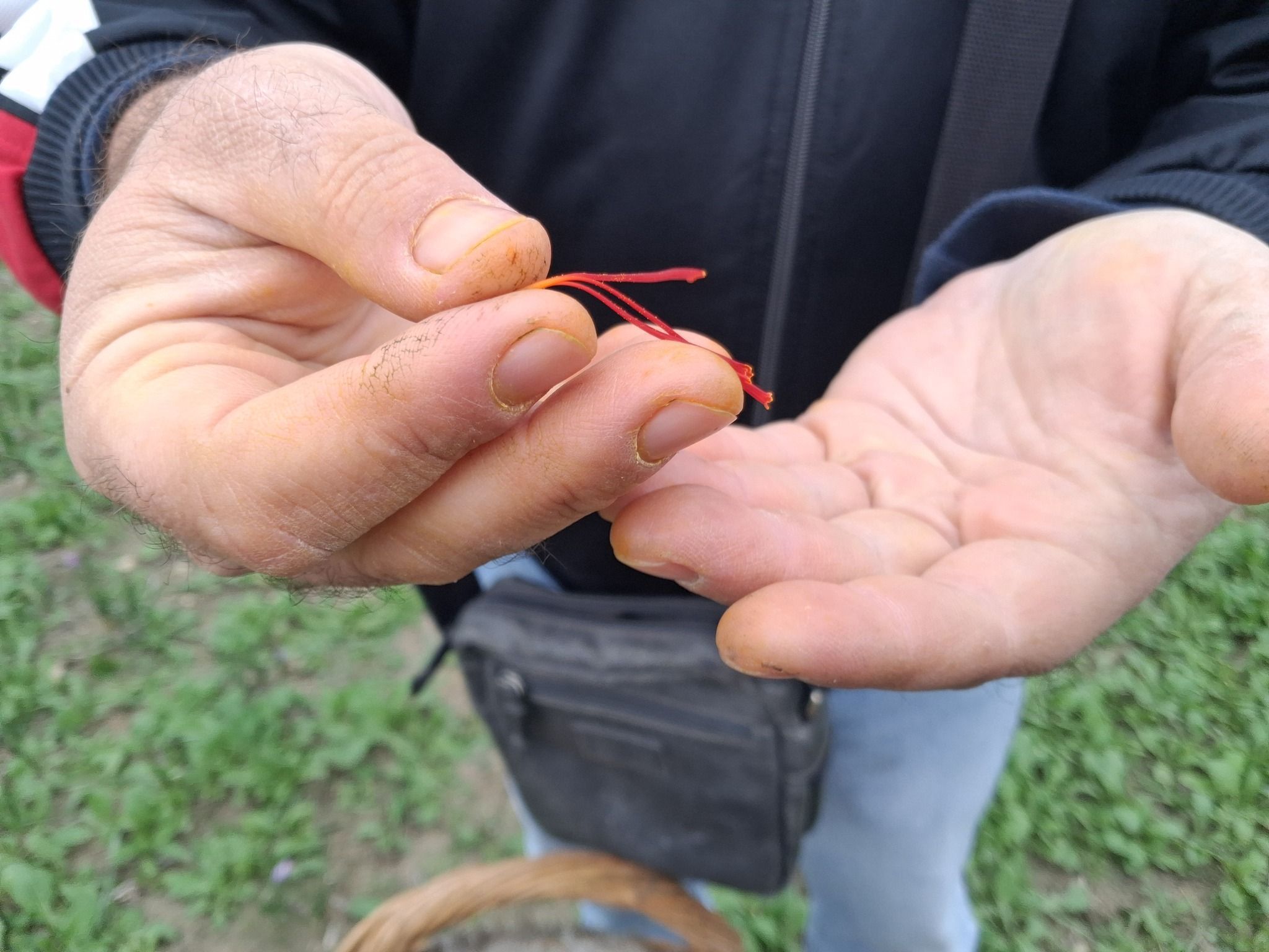 Πως να φυτέψεις σαφράν ή κρόκο Κοζάνης σε γλάστρα - Οι θεραπευτικές ιδιότητες