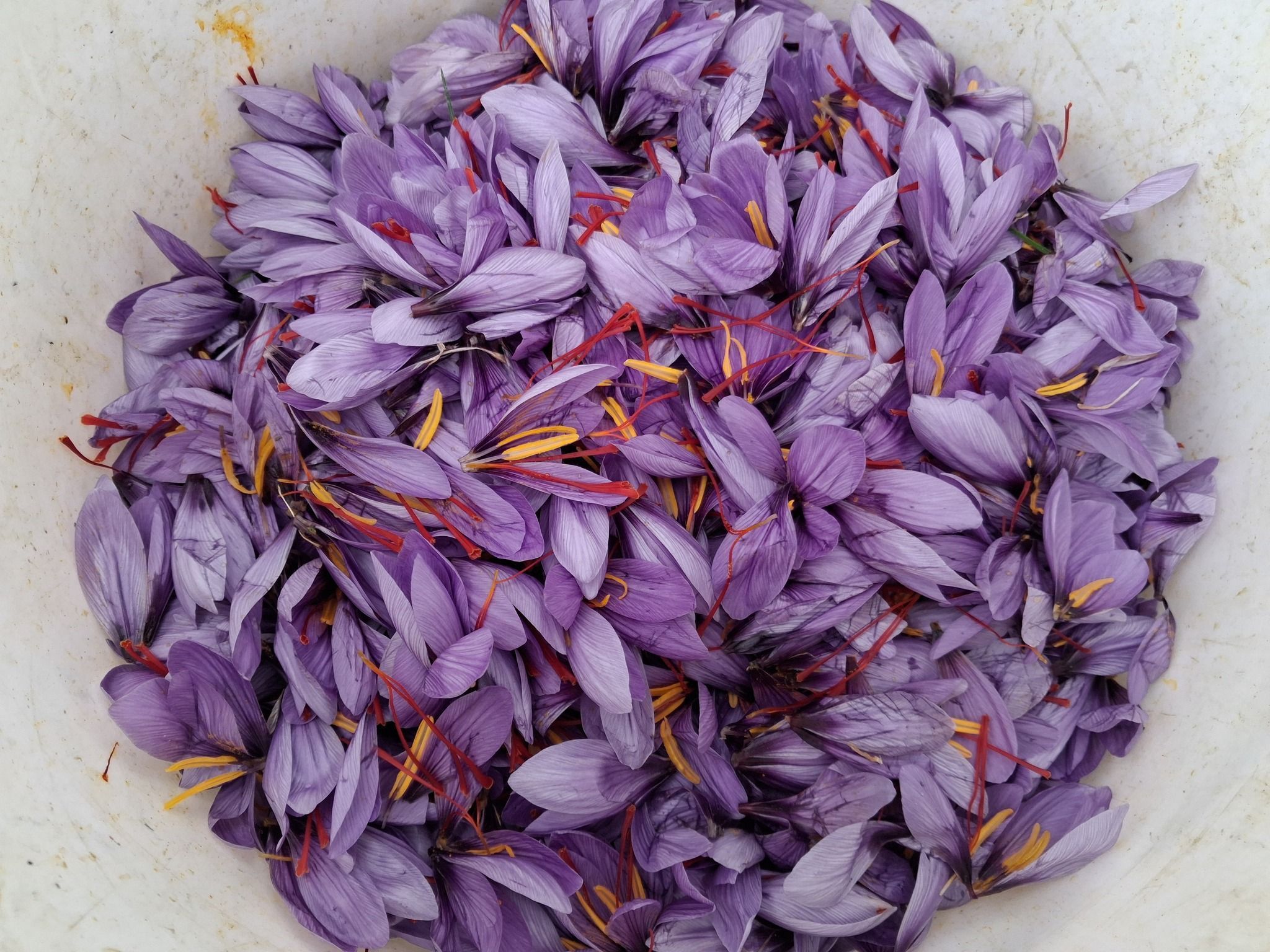 Πως να φυτέψεις σαφράν ή κρόκο Κοζάνης σε γλάστρα - Οι θεραπευτικές ιδιότητες