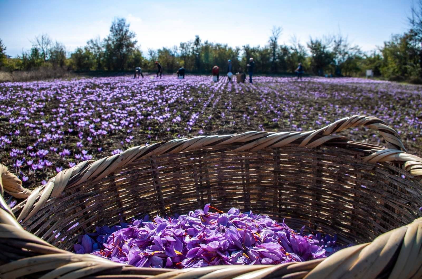 Πως να φυτέψεις σαφράν ή κρόκο Κοζάνης σε γλάστρα - Οι θεραπευτικές ιδιότητες