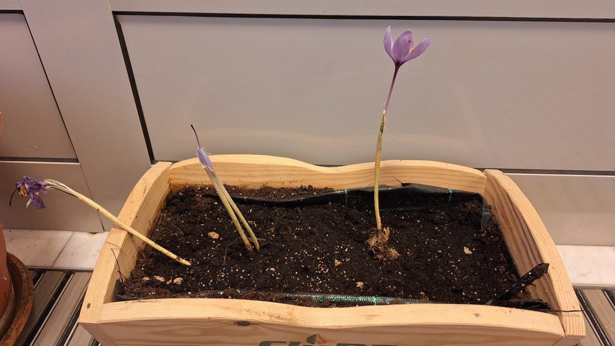 Πως να φυτέψεις σαφράν ή κρόκο Κοζάνης σε γλάστρα - Οι θεραπευτικές ιδιότητες