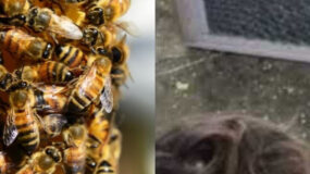 3χρονη πίστευε ότι υπήρχαν τέρατα στο δωμάτιό της – Τελικά ήταν 60.000 μέλισσες
