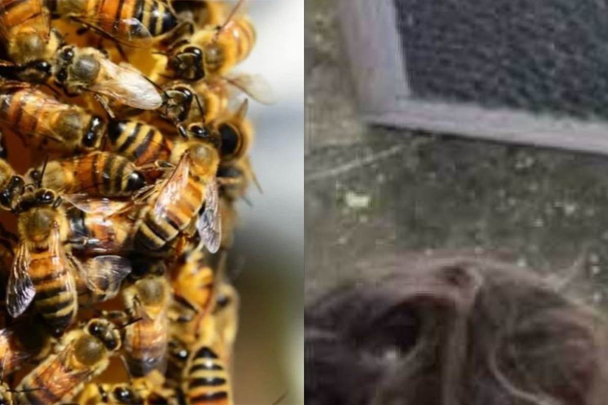 3χρονη πίστευε ότι υπήρχαν τέρατα στο δωμάτιό της – Τελικά ήταν 60.000 μέλισσες