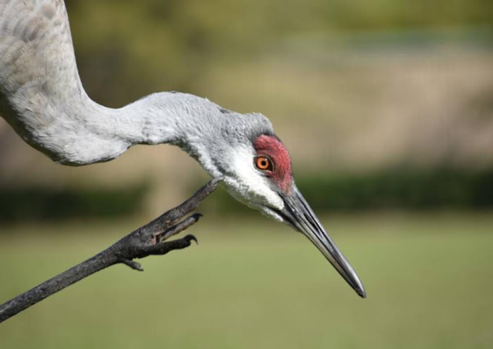 The Mothman Prophecies: Η αληθινή ιστορία πίσω από τον θρύλο που έγινε ταινία με τον Richard Gere