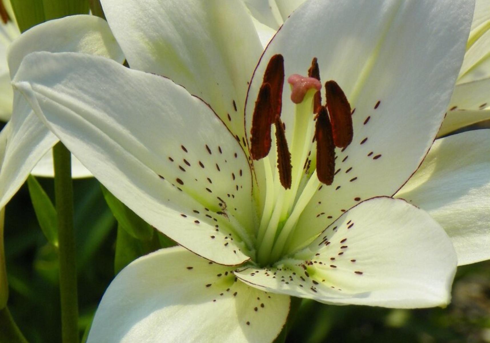 Λίλιουμ: Οι κρίνοι της άνοιξης – Πως να τους φυτέψετε στο μπαλκόνι ή τον κήπο σας