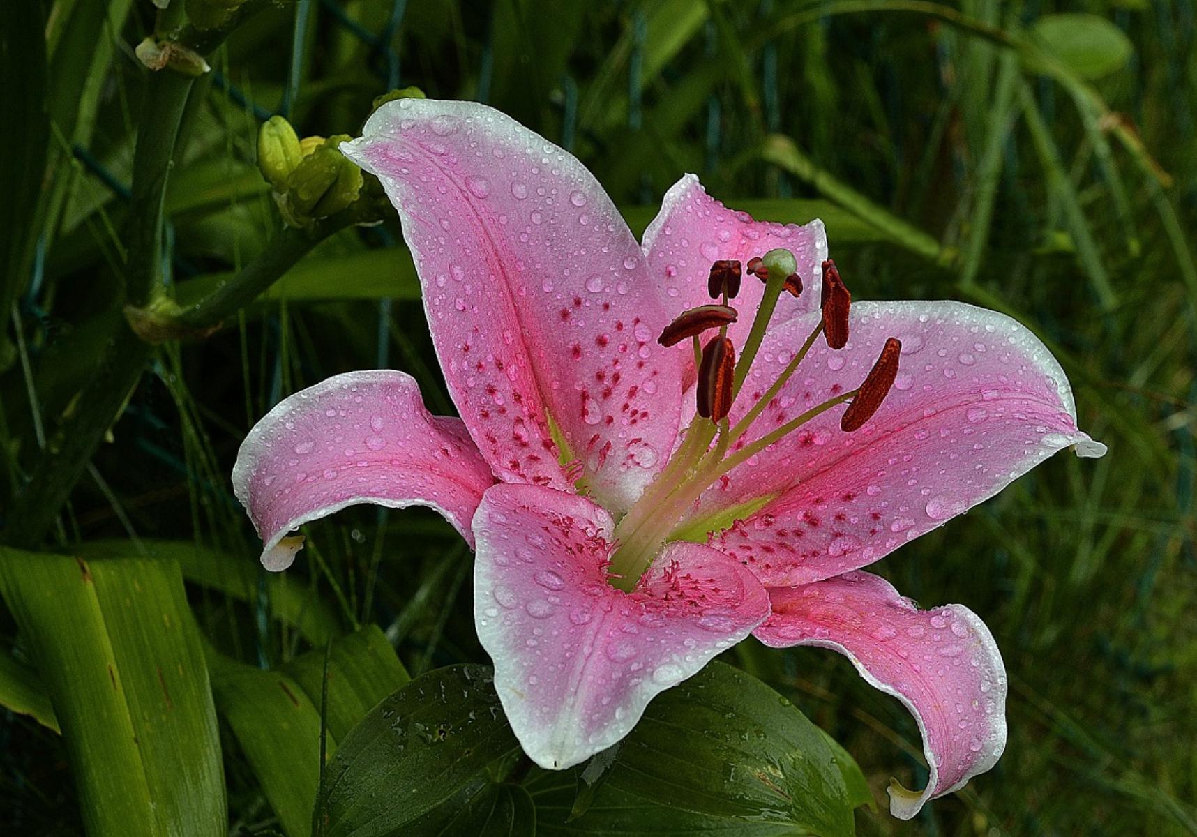 Λίλιουμ: Οι κρίνοι της άνοιξης – Πως να τους φυτέψετε στο μπαλκόνι ή τον κήπο σας