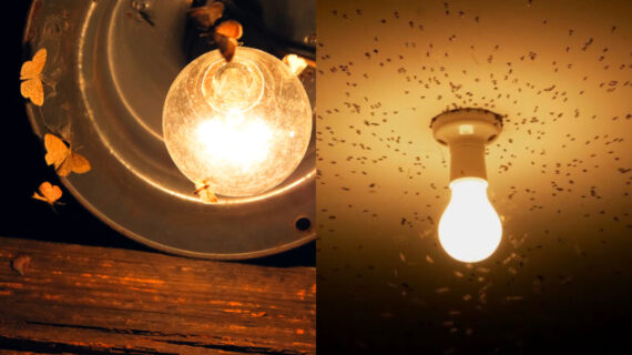 Μύγες κουνούπια και πεταλουδάκια κάνουν πάρτι μέσα στα φωτιστικά σας; – Πως να απαλλαγείτε χωρίς χημικά