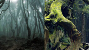 Hoia Baciu: Το στοιχειωμένο δάσος με τα μυστικά και τα απόκοσμα φαινόμενα