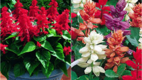 Σάλβια ή Φωτιά: Πως να τις φυτέψετε σε γλάστρα ή παρτέρι και να δώσετε χρώμα στο μπαλκόνι και τον κήπο