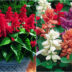Σάλβια ή Φωτιά: Πως να τις φυτέψετε σε γλάστρα ή παρτέρι και να δώσετε χρώμα στο μπαλκόνι και τον κήπο