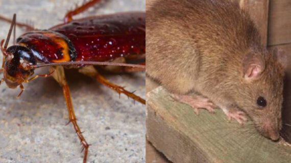 Κατσαρίδες κουνούπια τσιμπούρια και ποντίκια στην αυλή και το σπίτι: Απαλλαγείτε με απλούς τρόπους χωρίς απεντόμωση