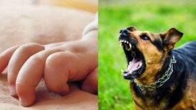 Νέα Σμύρνη: Σκύλος επιτέθηκε σε 11 μηνών μωρό