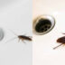 Κατσαρίδες που βγαίνουν από τα σιφώνια: Πως να τις εξολοθρεύσετε οριστικά χωρίς χημικά