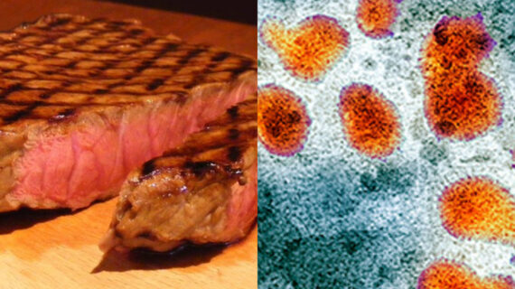 Ο ιός που επιβιώνει στο κρέας ακόμη και μετά το ψήσιμο – Η  μετάδοση στον άνθρωπο