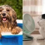 πως-να-δροσίσουμε-τα-κατοικίδια-γάτες-σκύλοι-στον-καύσωνα-