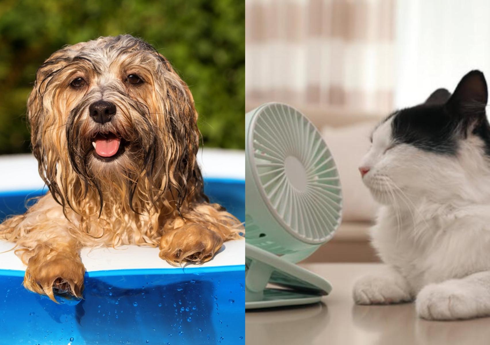πως-να-δροσίσουμε-τα-κατοικίδια-γάτες-σκύλοι-στον-καύσωνα-