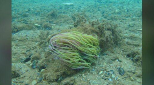 Ναύπλιο : Παιδί ακούμπησε θαλάσσια ανεμώνη σε παραλία – Πώς μοιάζουν – τι πρέπει να προσέχουμε
