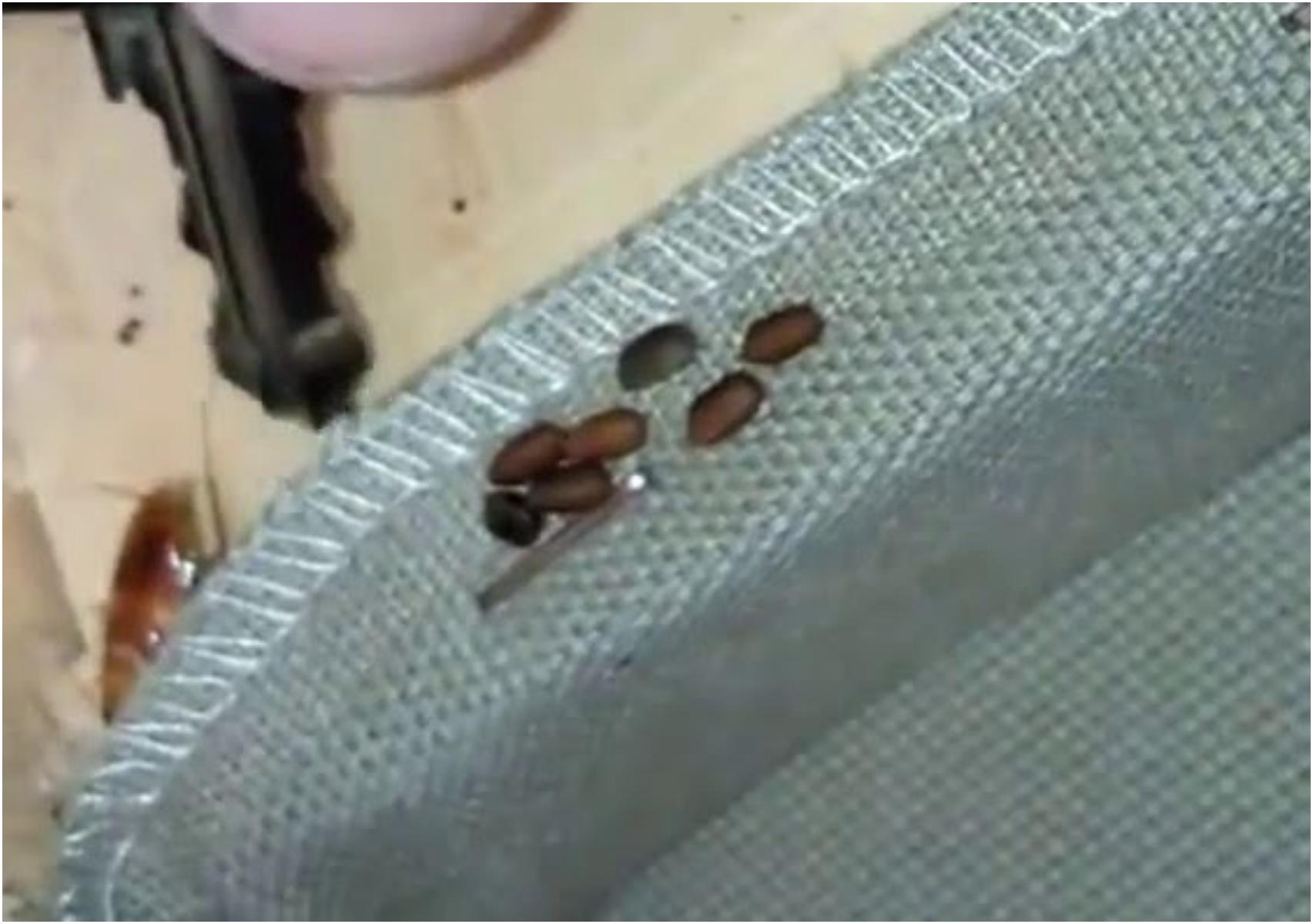 Αυγά Κατσαρίδας: Πώς μοιάζουν που τα γεννούν και πως να τα εξαφανίσετε πριν εκκολαφθούν (φωτογραφίες)