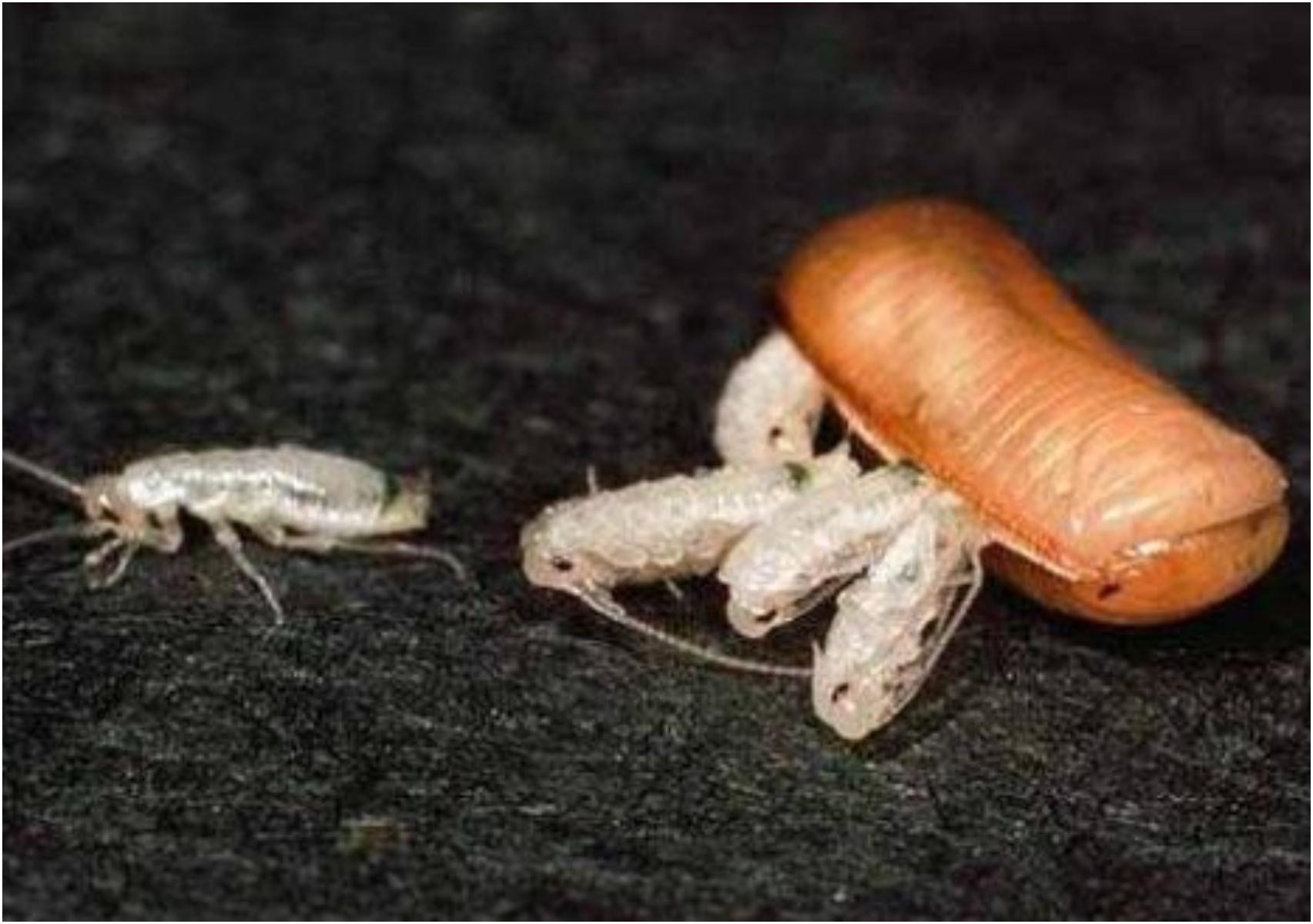 Αυγά Κατσαρίδας: Πώς μοιάζουν που τα γεννούν και πως να τα εξαφανίσετε πριν εκκολαφθούν (φωτογραφίες)