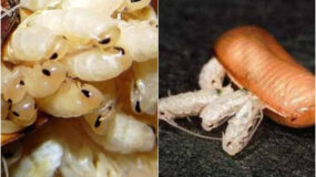Αυγά Κατσαρίδας: Πώς μοιάζουν που τα γεννούν και πως να τα εξαφανίσετε πριν εκκολαφθούν (φωτογραφίες)