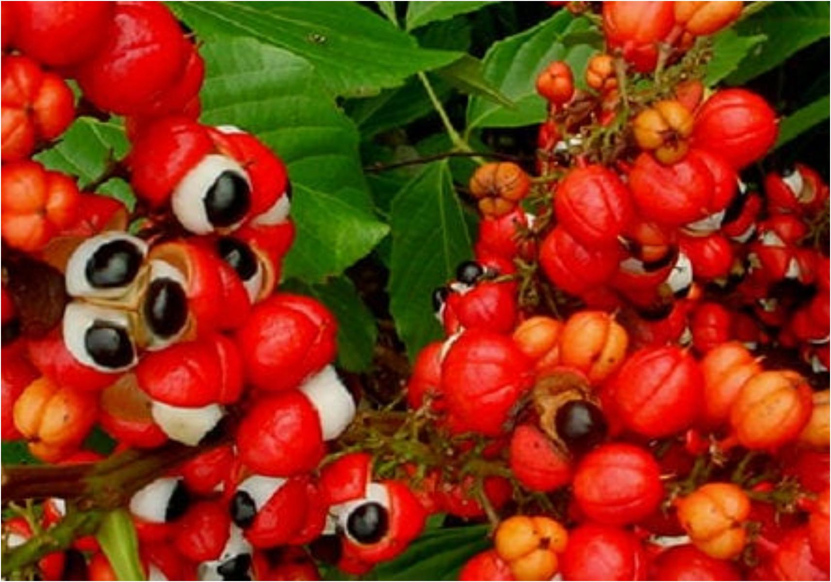 Guarana: Η διατροφική αξία του και πως βοηθάει τον οργανισμό