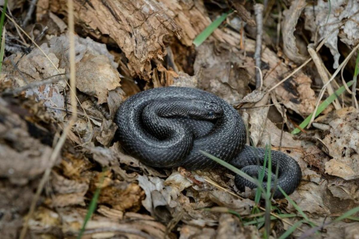 Αιμορραγικό σοκ: Τι είναι και τι πρέπει να κάνουμε σε περίπτωση που μας δαγκώσει φίδι