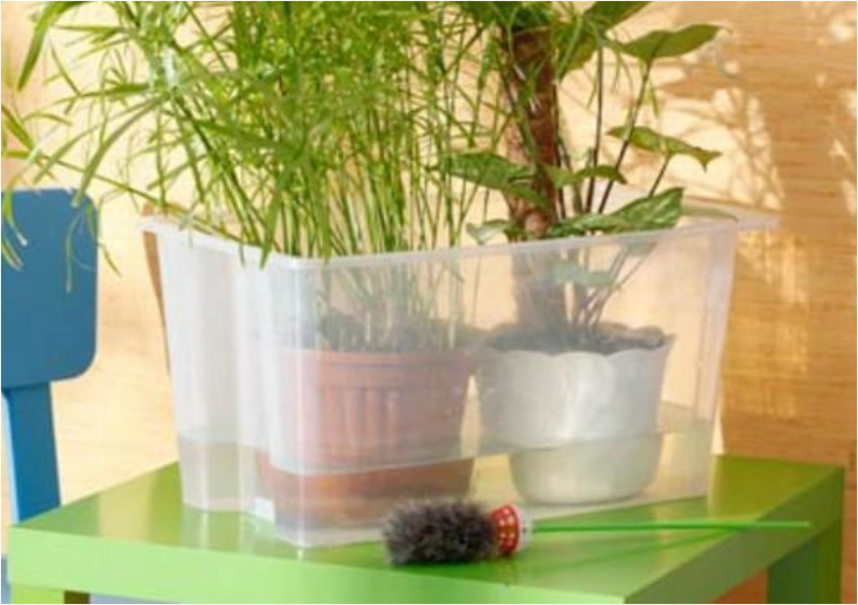 Τι να κάνετε μην ξεραθούν τα λουλούδια και τα φυτά σας όταν πάτε διακοπές