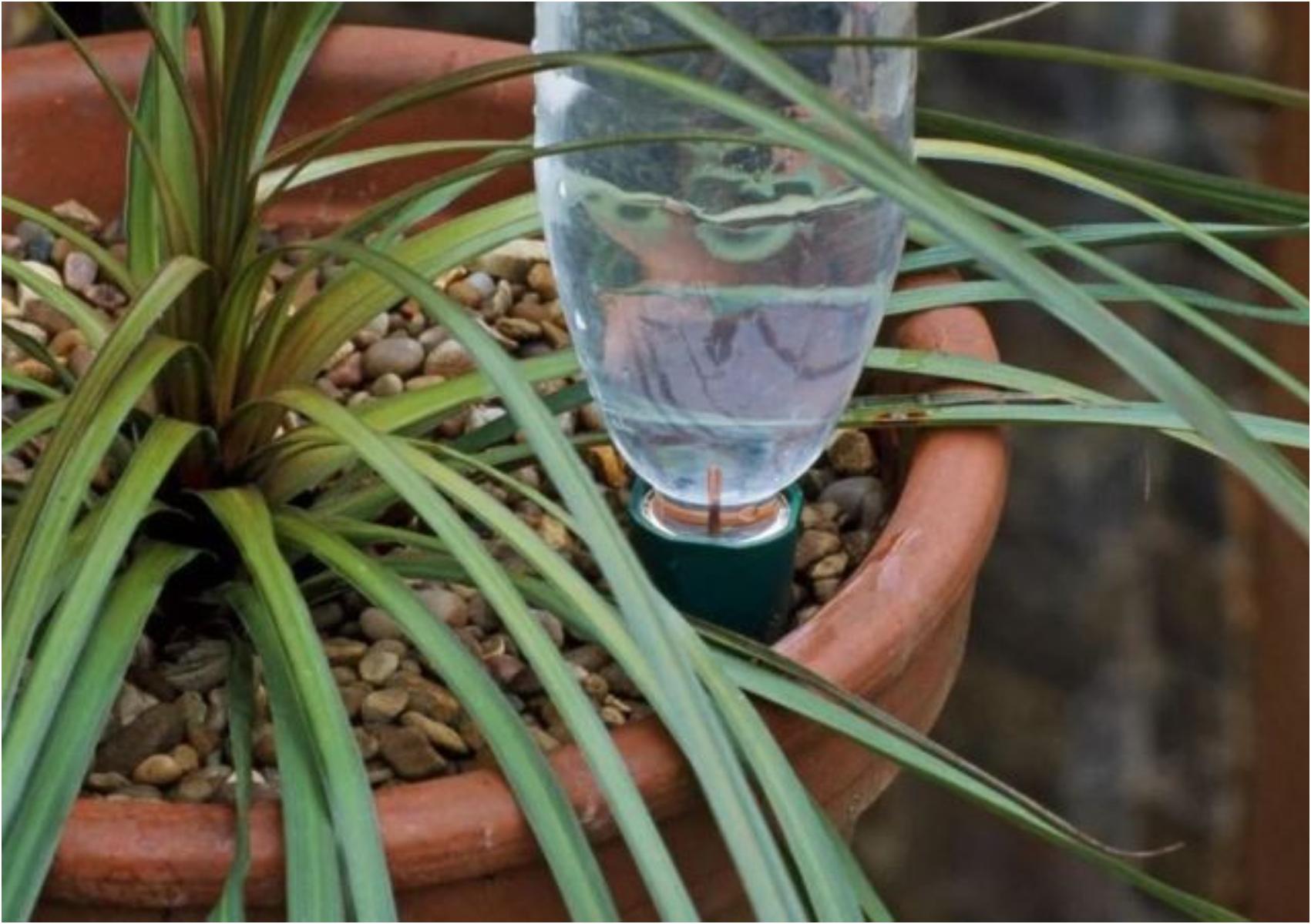 Τι να κάνετε μην ξεραθούν τα λουλούδια και τα φυτά σας όταν πάτε διακοπές