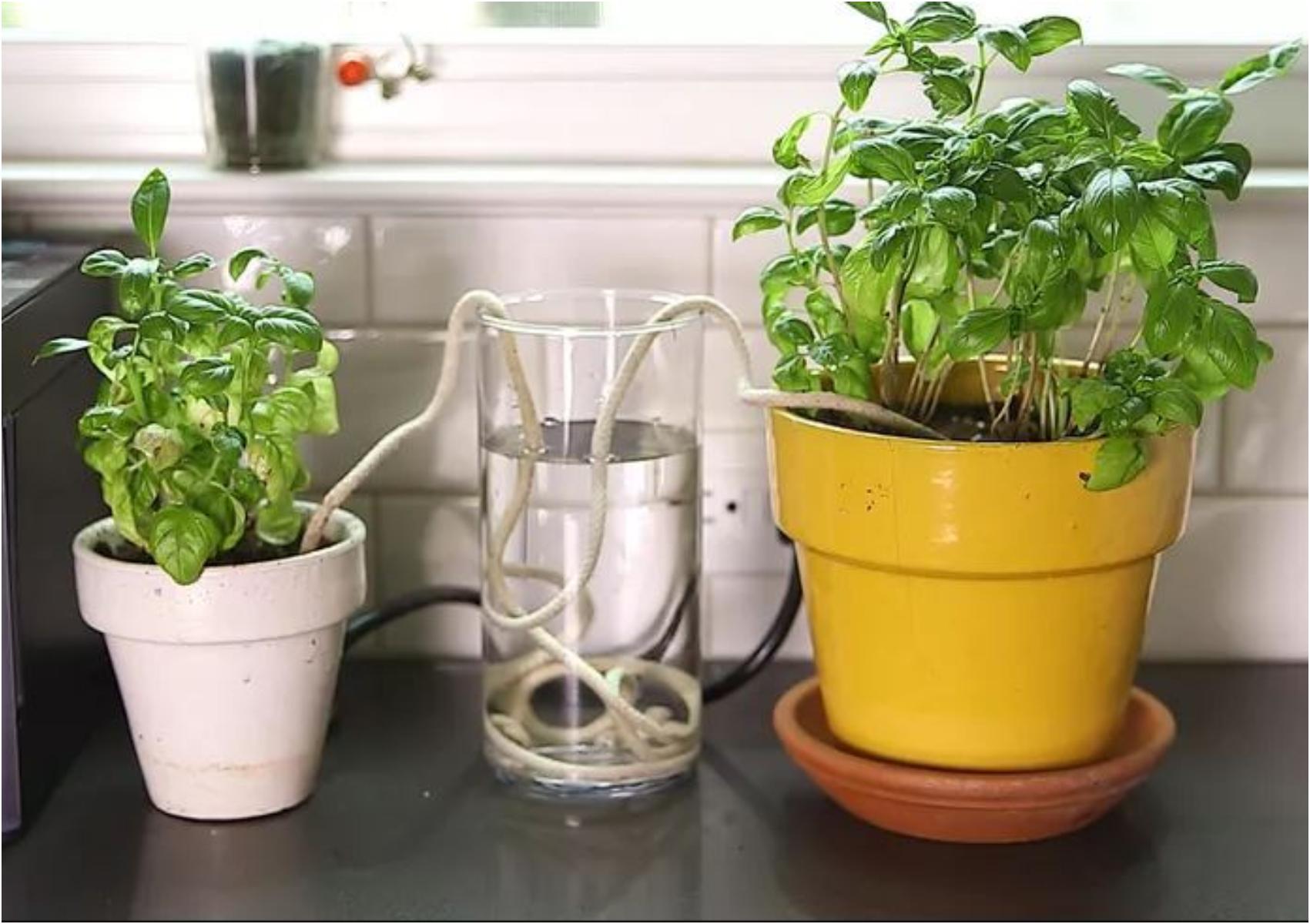 Τι να κάνετε μην ξεραθούν τα λουλούδια και τα φυτά σας όταν πάτε διακοπές