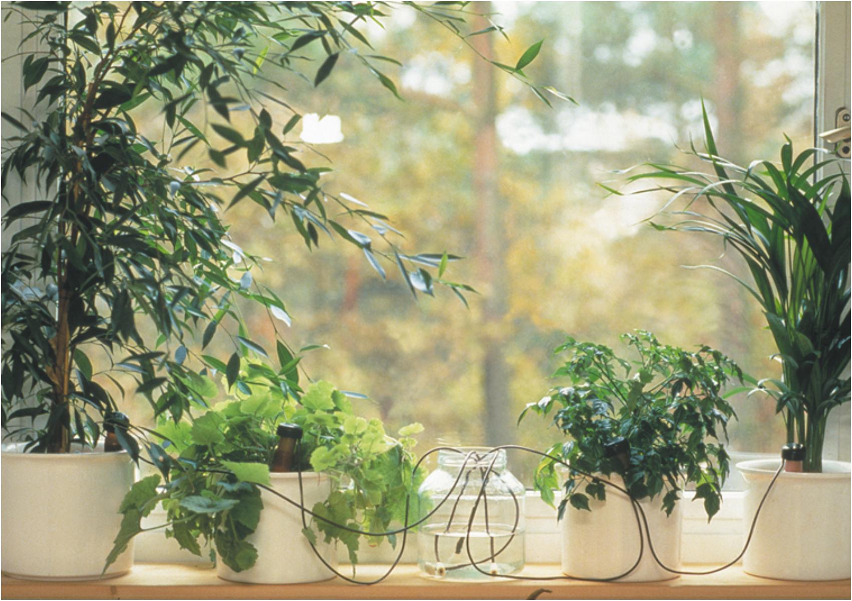 Τι να κάνετε μην ξεραθούν τα λουλούδια και τα φυτά σας όταν πάτε διακοπές